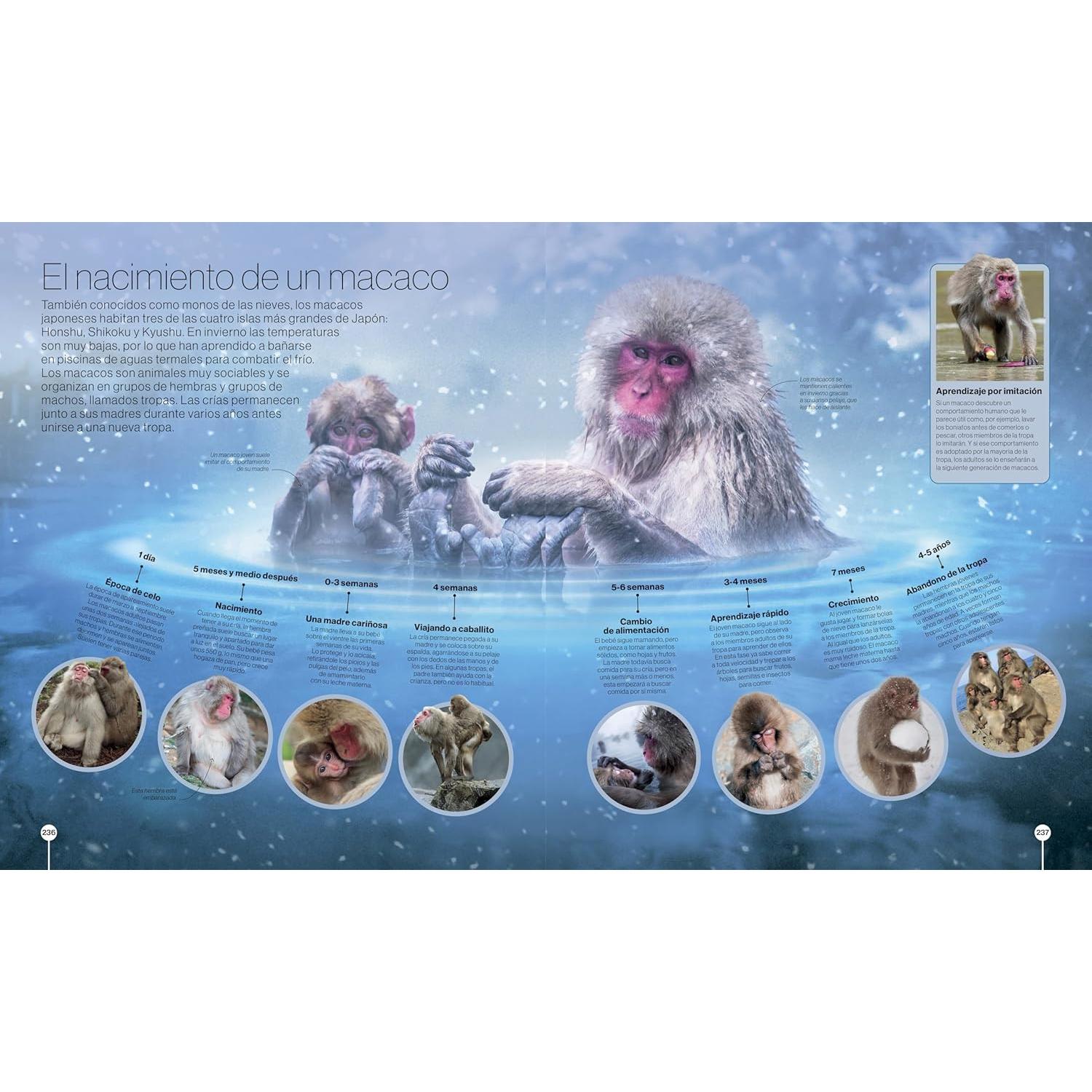 Los ciclos de la naturaleza (Timelines of Nature) (DK Children's Timelines) (Spanish Edition)