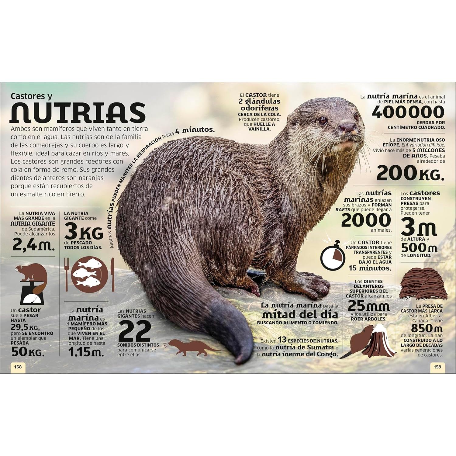 El mundo en números: Animales (Our World in Numbers Animals) (DK Oour World in Numbers) (Spanish Edition)