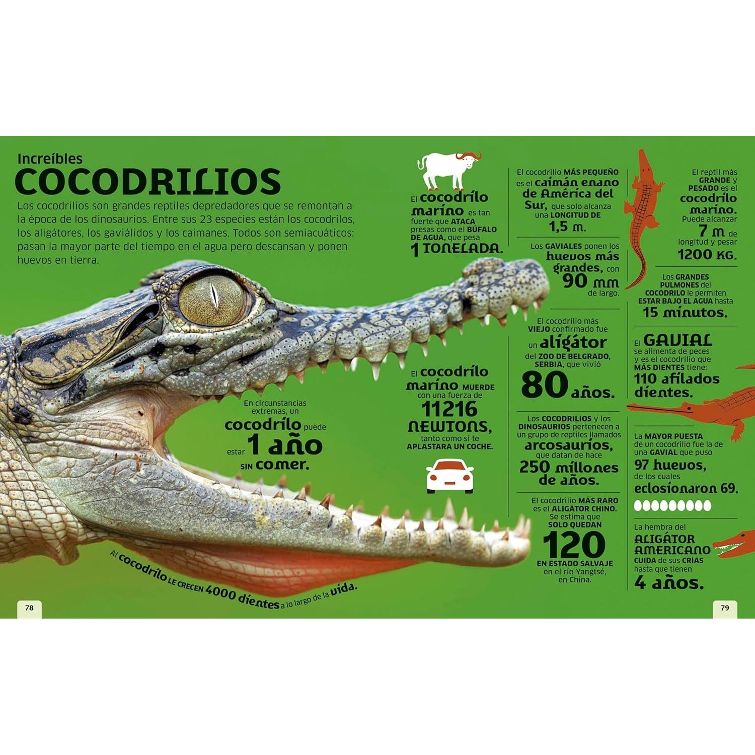 El mundo en números: Animales (Our World in Numbers Animals) (DK Oour World in Numbers) (Spanish Edition)