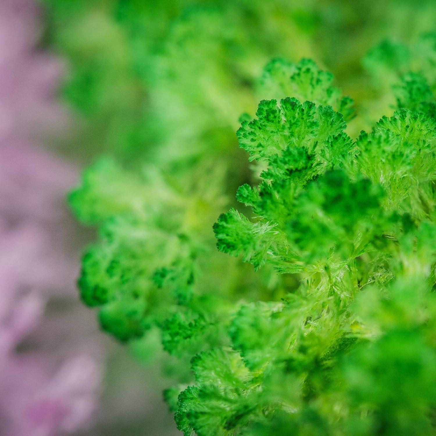 Kit de Cristales en Crecimiento Tobar Magic Garden 24cm