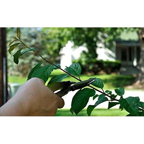 Juego de Tijeras de Poda Edward Tools - 2 Piezas Acero al Carbono