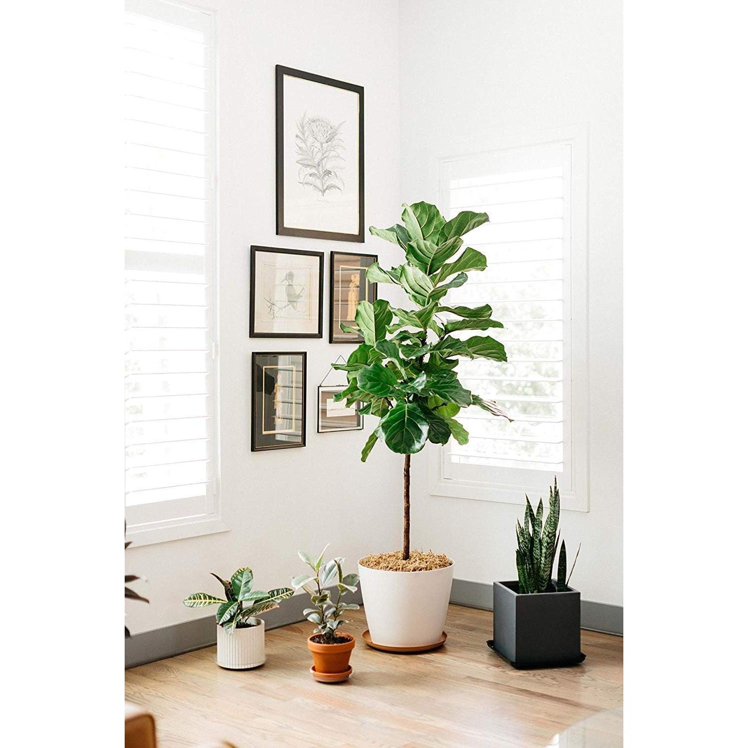 Bandejas de Goteo para Cestas Colgantes Curtis Wagner 30.5 cm - Paquete de 5