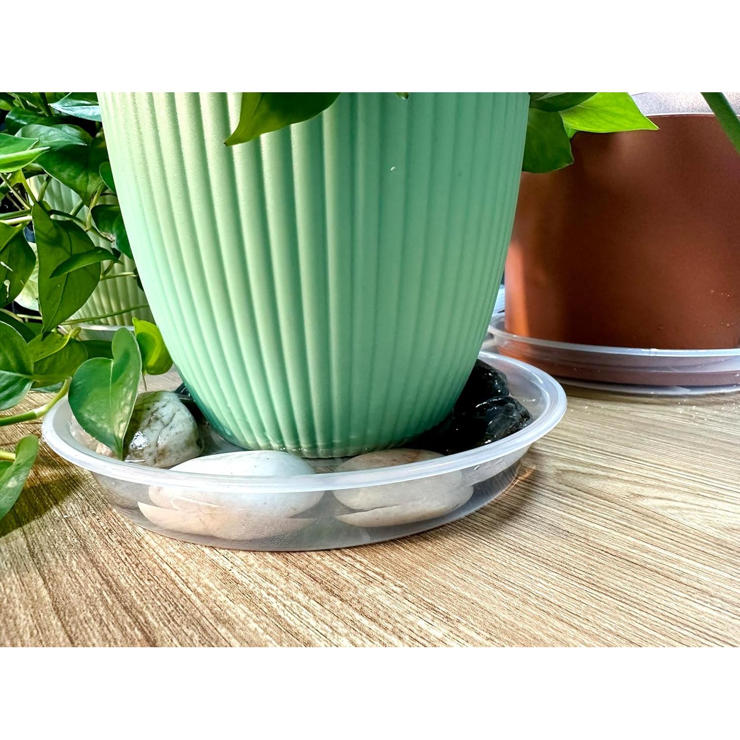 Plato de Drenaje para Plantas NIMYAU 15.24 cm Transparente 6 Pzas