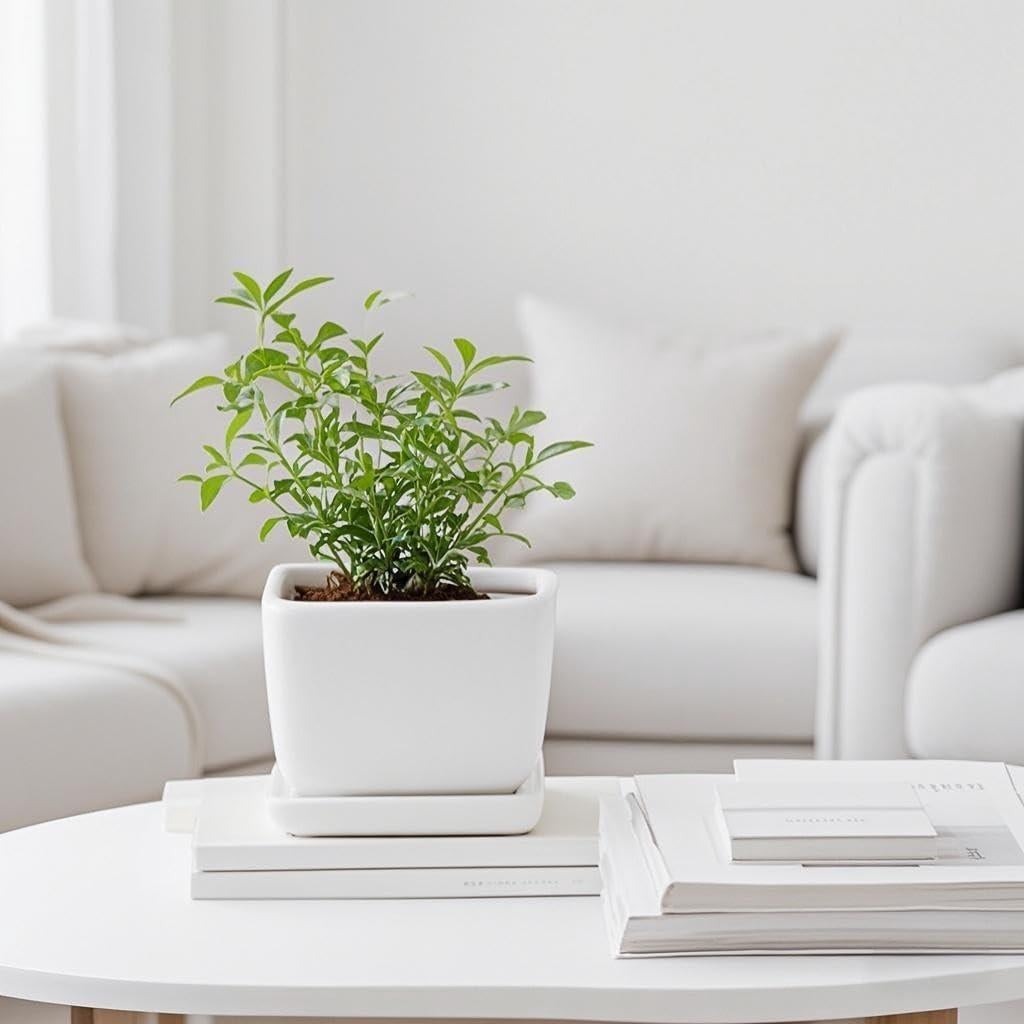 Plato Cuadrado para Plantas 15 cm Cerámica Blanca Saupotcer - 2 Piezas