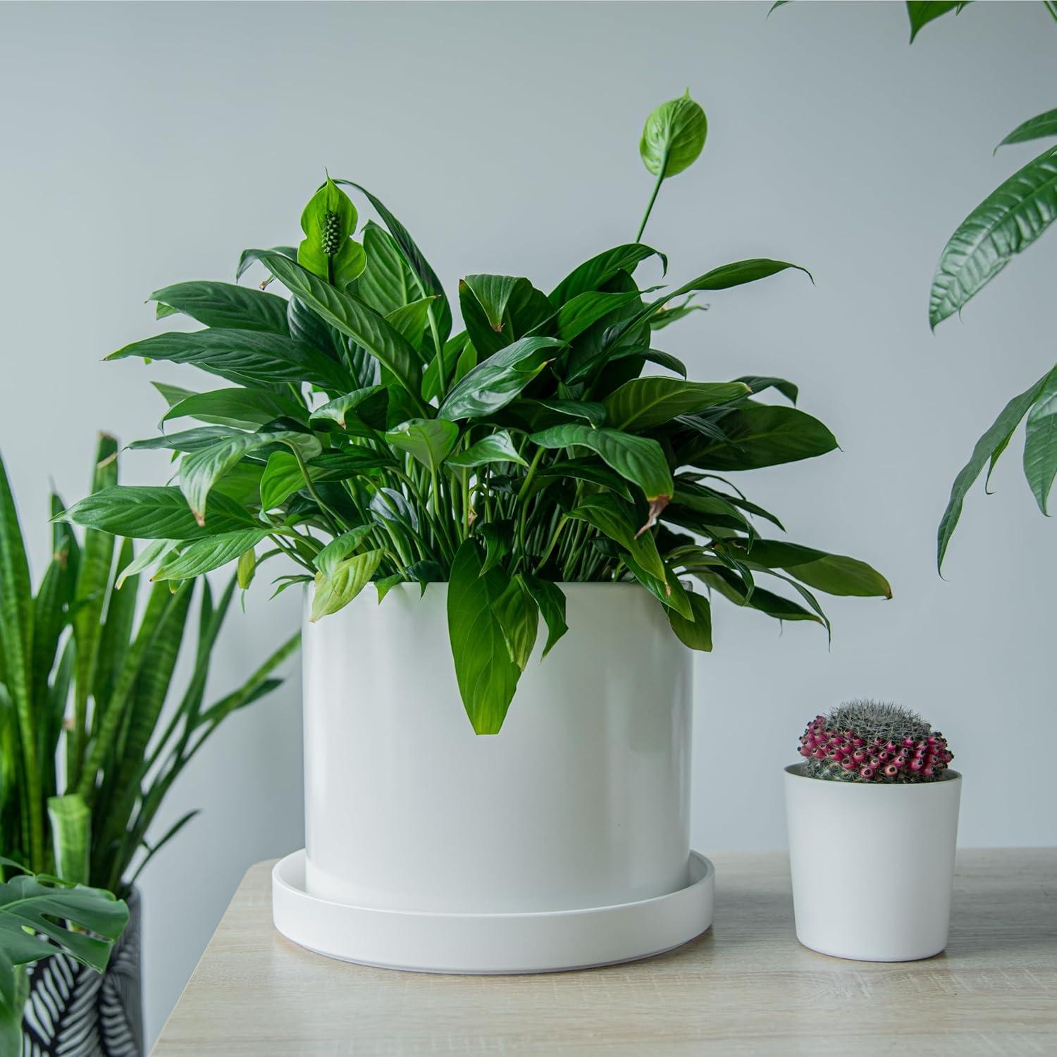 Plato de Planta Phoenix Vine 30.48 cm Blanco Mate con Drenaje