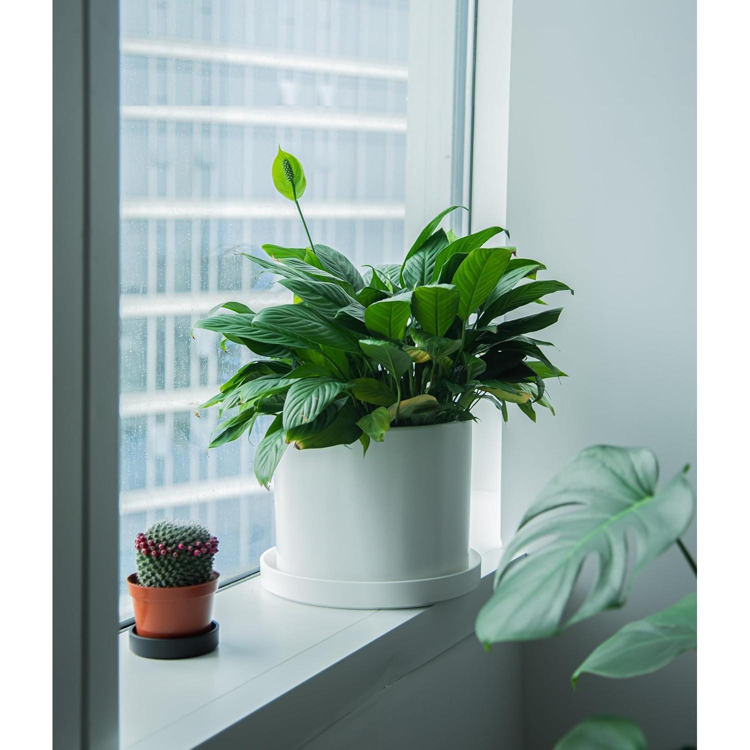 Plato de Planta Phoenix Vine 30.48 cm Blanco Mate con Drenaje