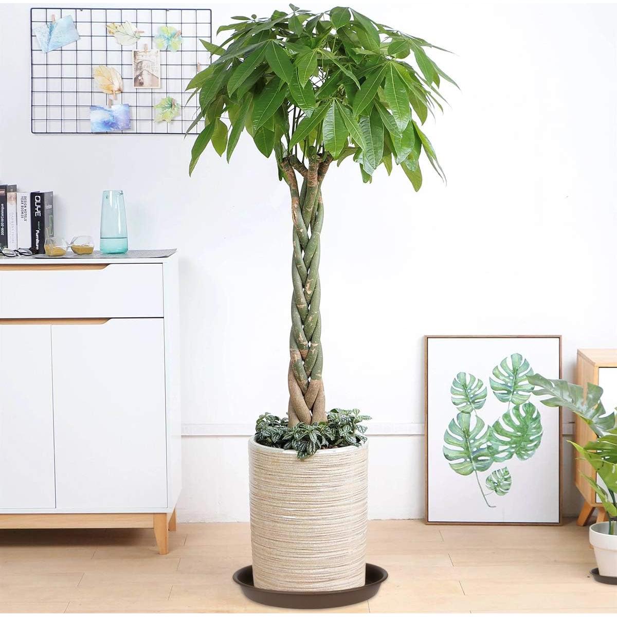 Platos para Macetas TITE 30 cm Marrón - 3 Paquetes Duraderos