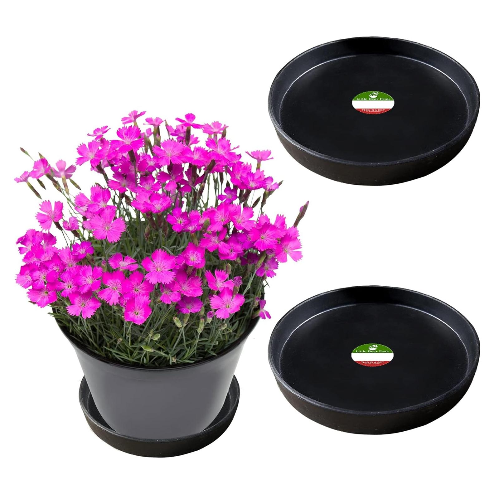 Charola Redonda Little Bear Peak 15.24 cm - Paquete de 2