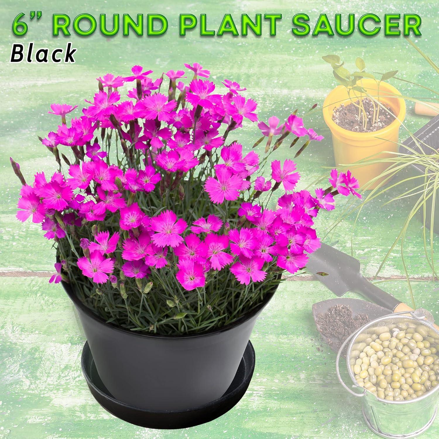 Charola Redonda Little Bear Peak 15.24 cm - Paquete de 2