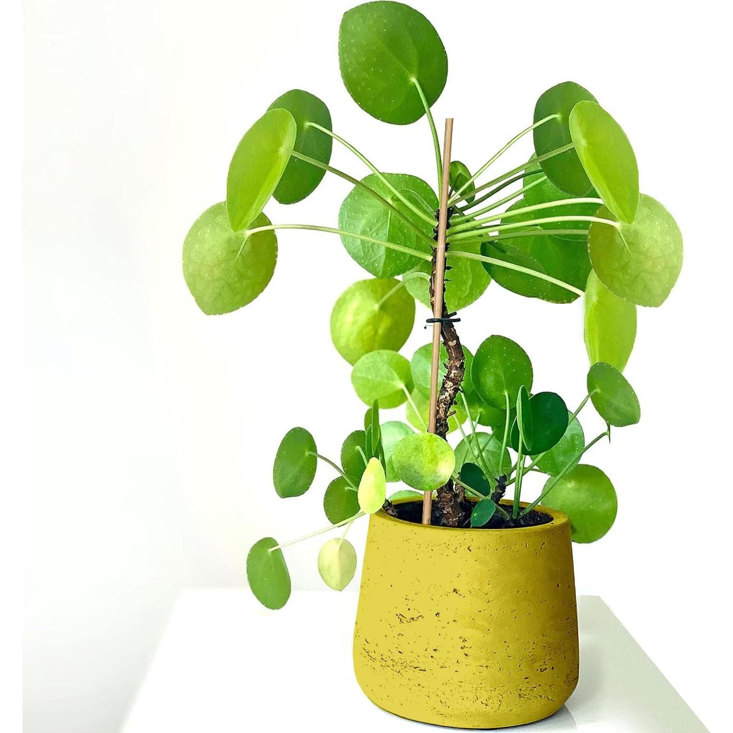 Paquete de 100 Estacas de Bambú 45.72 cm KT Deals