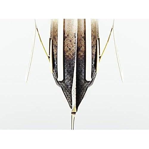 50 Filtros de Café Desechables Ergonflow Biodegradables