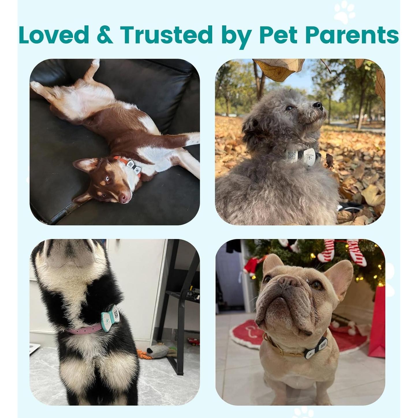 Etiqueta de Silicona PawView para Mascotas con Código QR - Azul