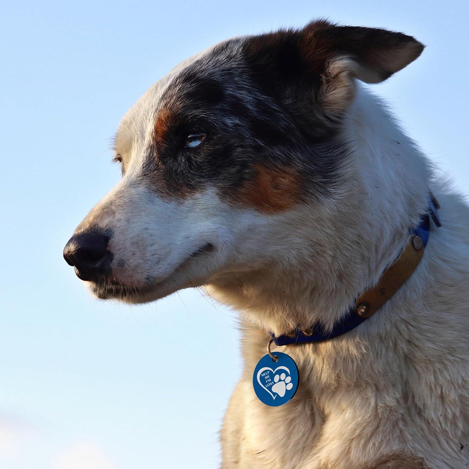 Etiqueta Identificación Personalizada Perro MYLUCKYTAG Acero Inoxidable QR