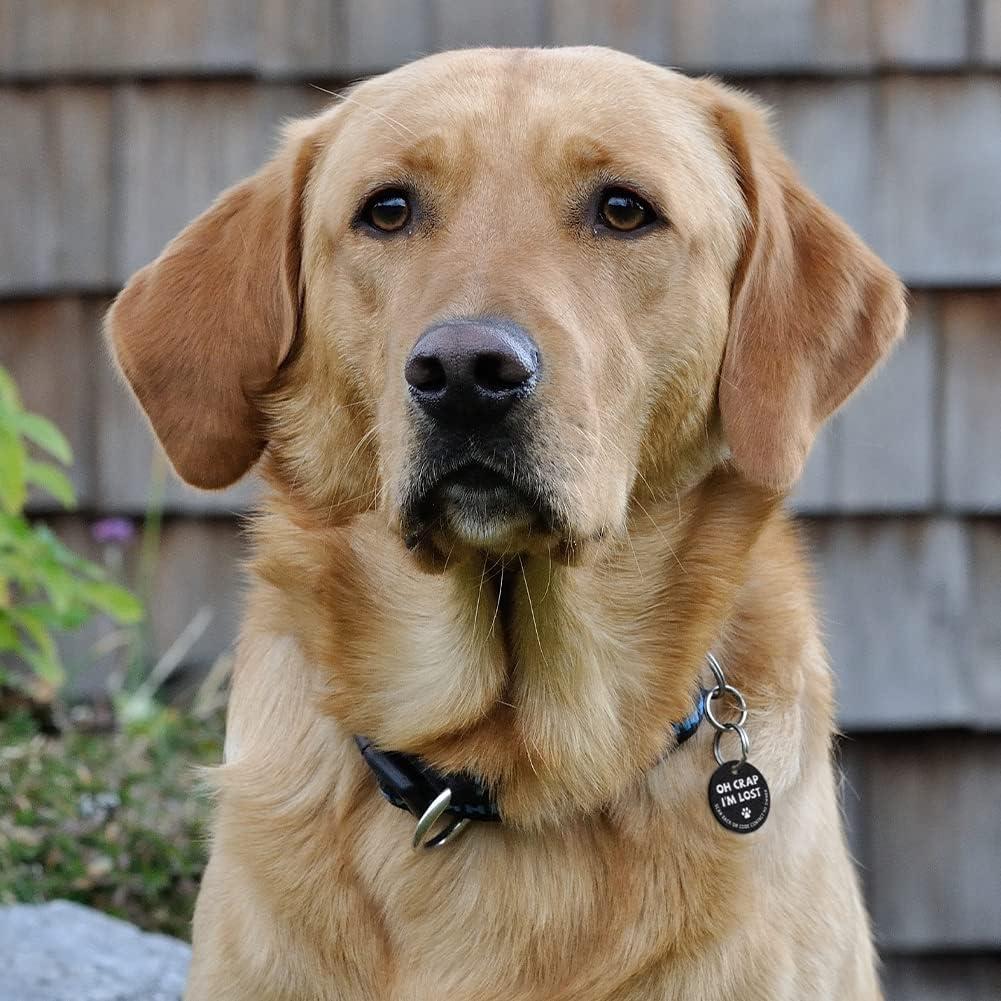 Etiqueta de Identificación para Perros MYLUCKYTAG QR Acero Inoxidable