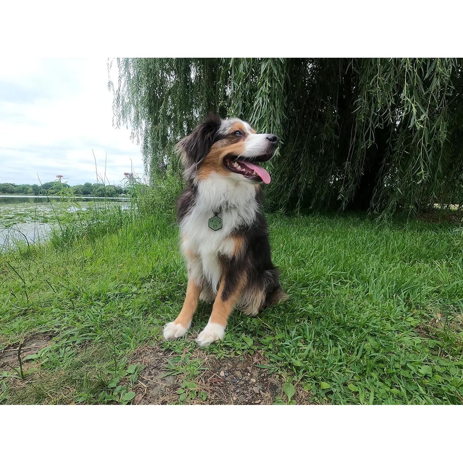 Etiqueta de Identificación Silicona Besties Pets QR Personalizada