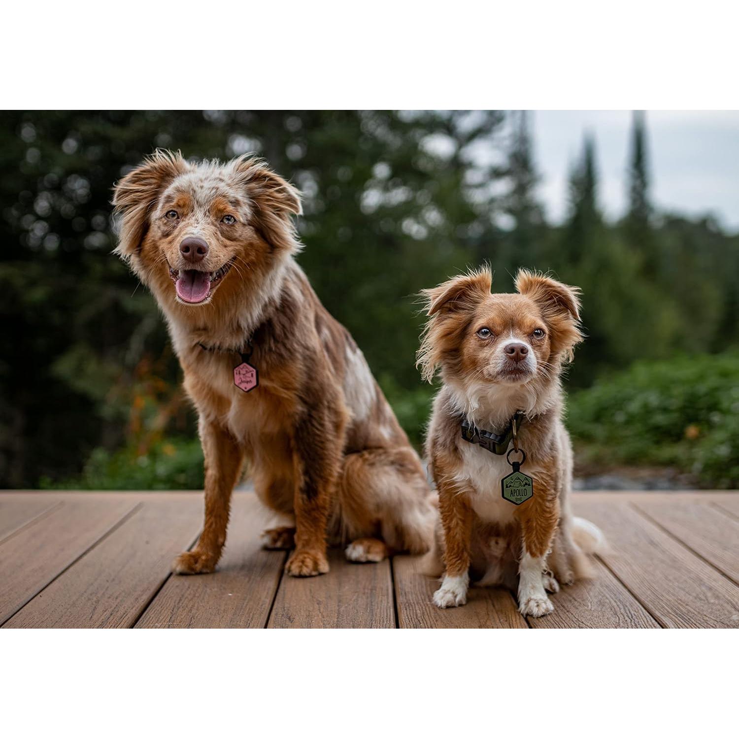 Etiqueta de Identificación Silicona Besties Pets QR Personalizada