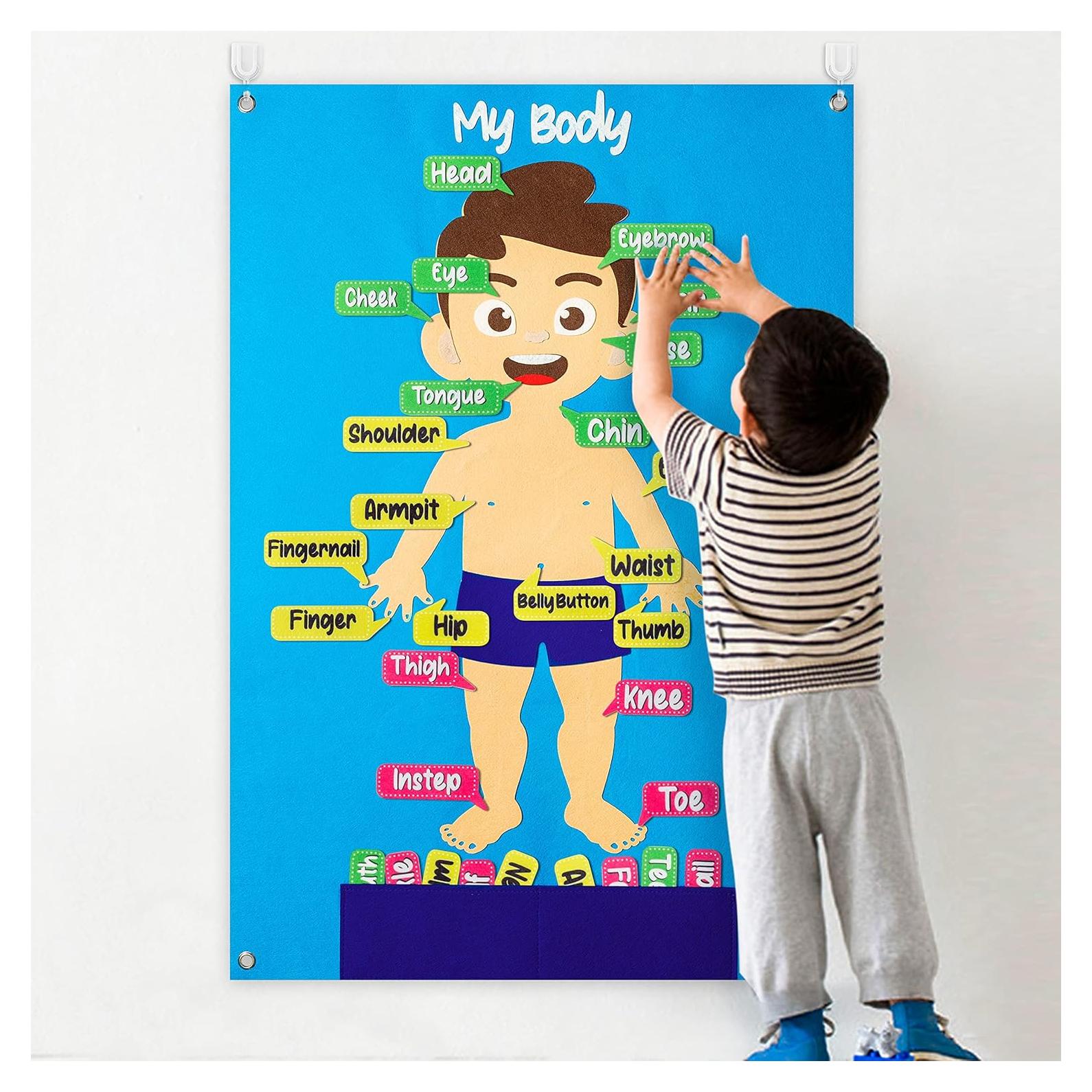 Conjunto de Aprendizaje de Partes del Cuerpo WATINC 80 Piezas