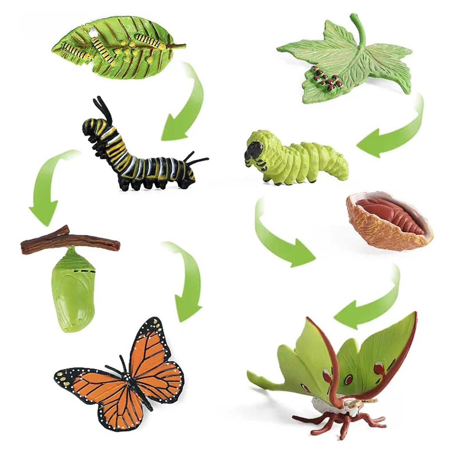 Kit Educativo Ciclo de Vida Mariposa Monarca EOIVSH 8 Piezas