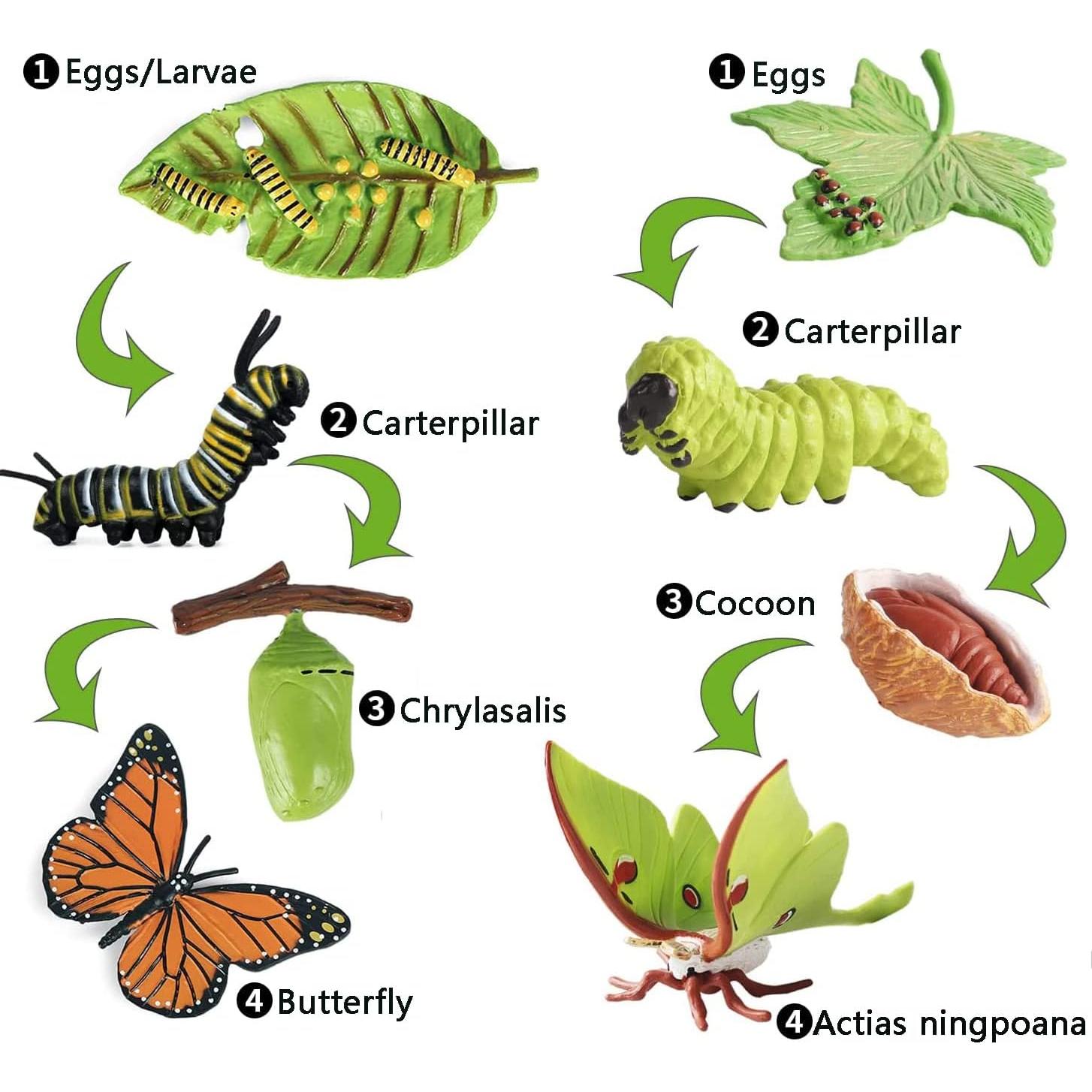 Kit Educativo Ciclo de Vida Mariposa Monarca EOIVSH 8 Piezas