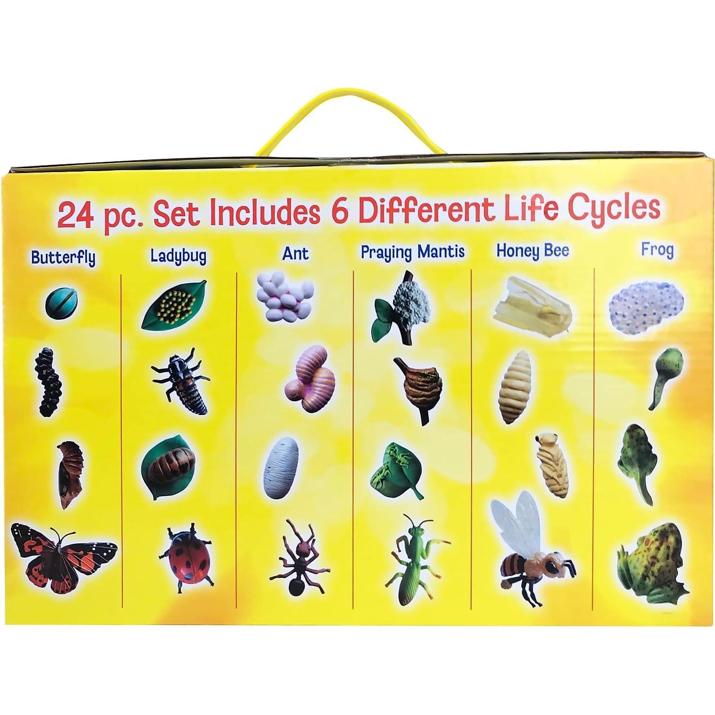 Juego Educativo Ciclo de Vida Insectos Insect Lore 24 Piezas