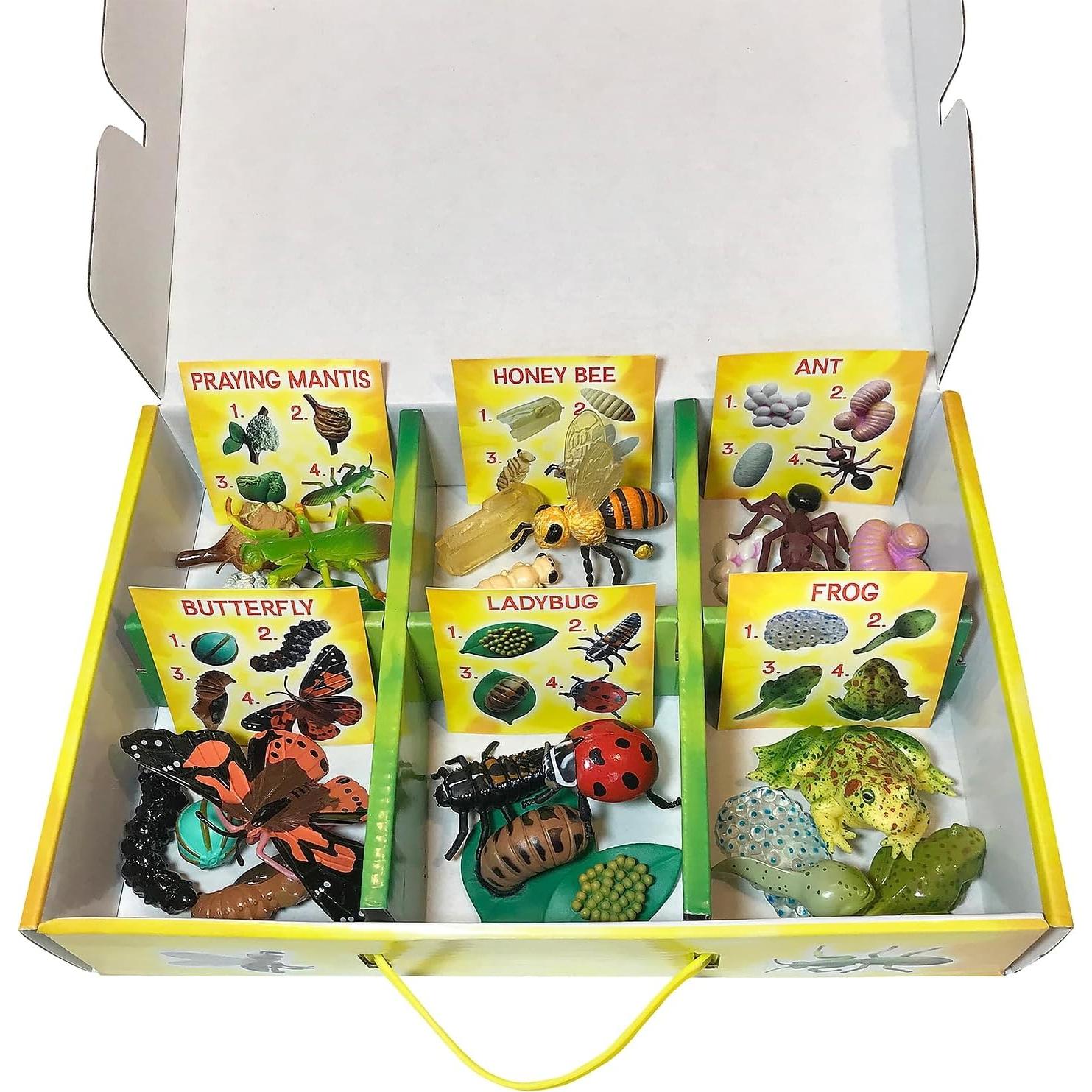 Juego Educativo Ciclo de Vida Insectos Insect Lore 24 Piezas