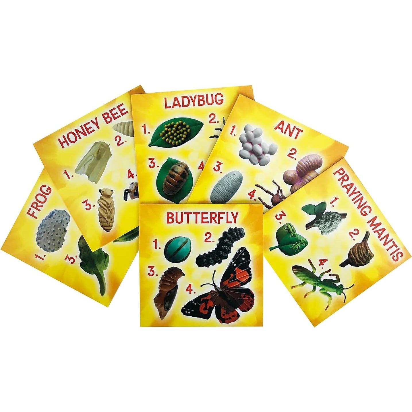 Juego Educativo Ciclo de Vida Insectos Insect Lore 24 Piezas