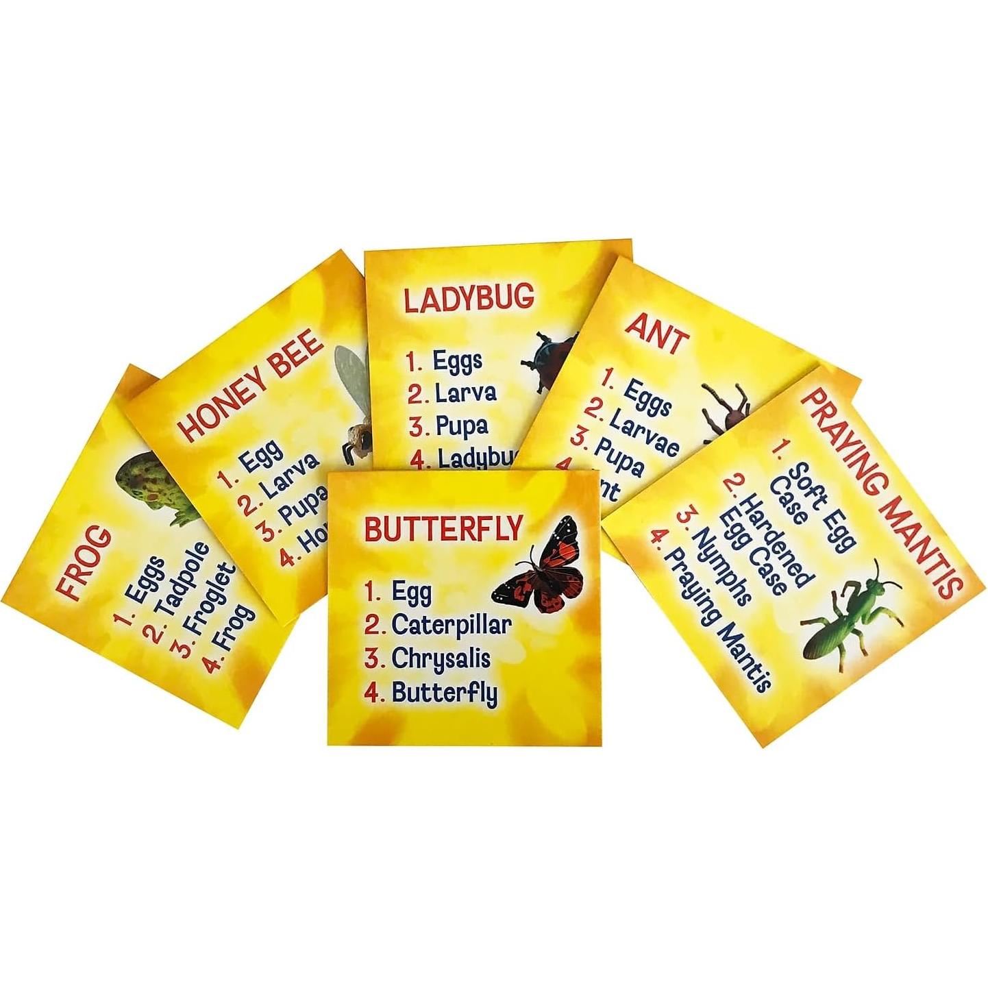 Juego Educativo Ciclo de Vida Insectos Insect Lore 24 Piezas