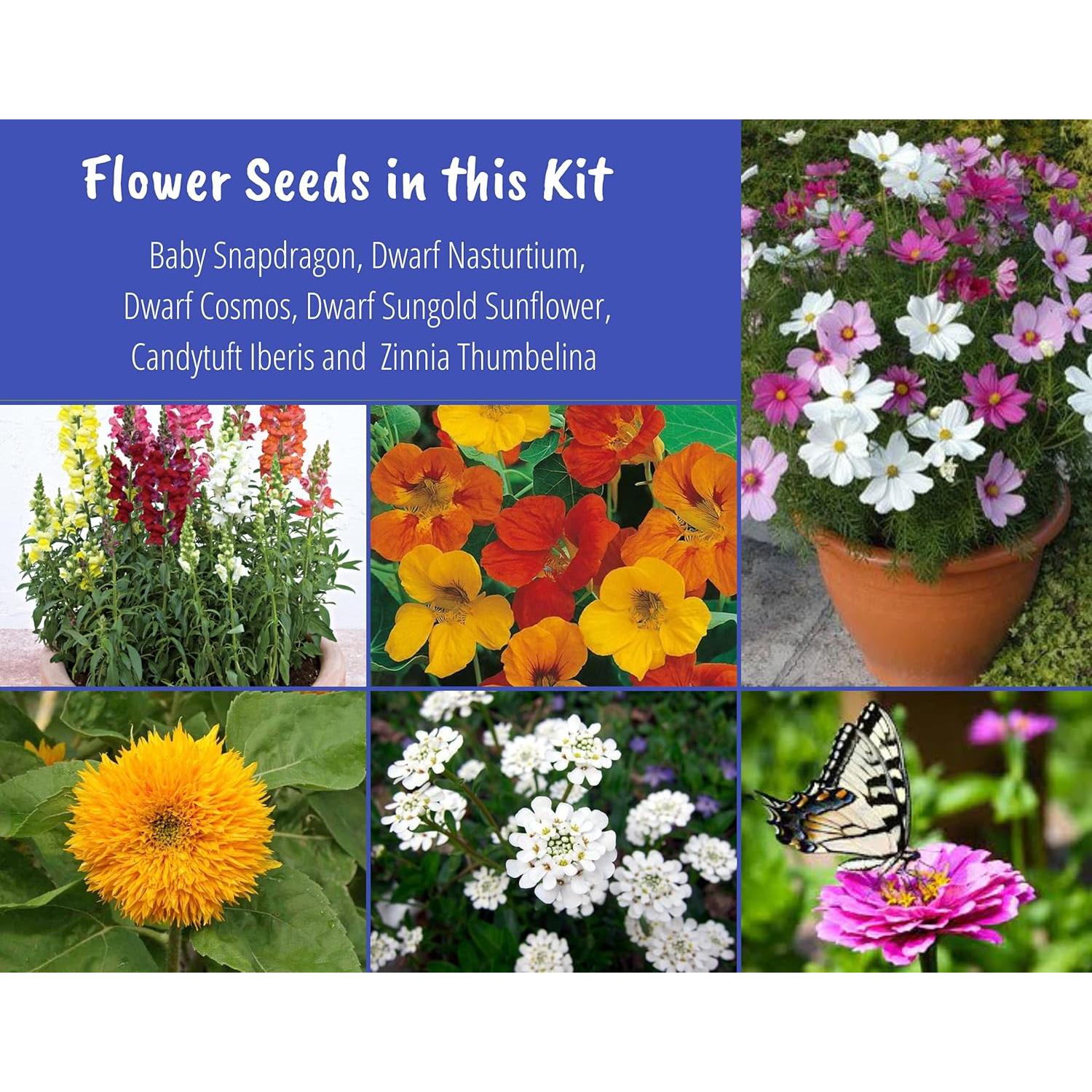 Kit de Semillas de Flores Silvestres Nuggets of Nectar - 6 Variedades