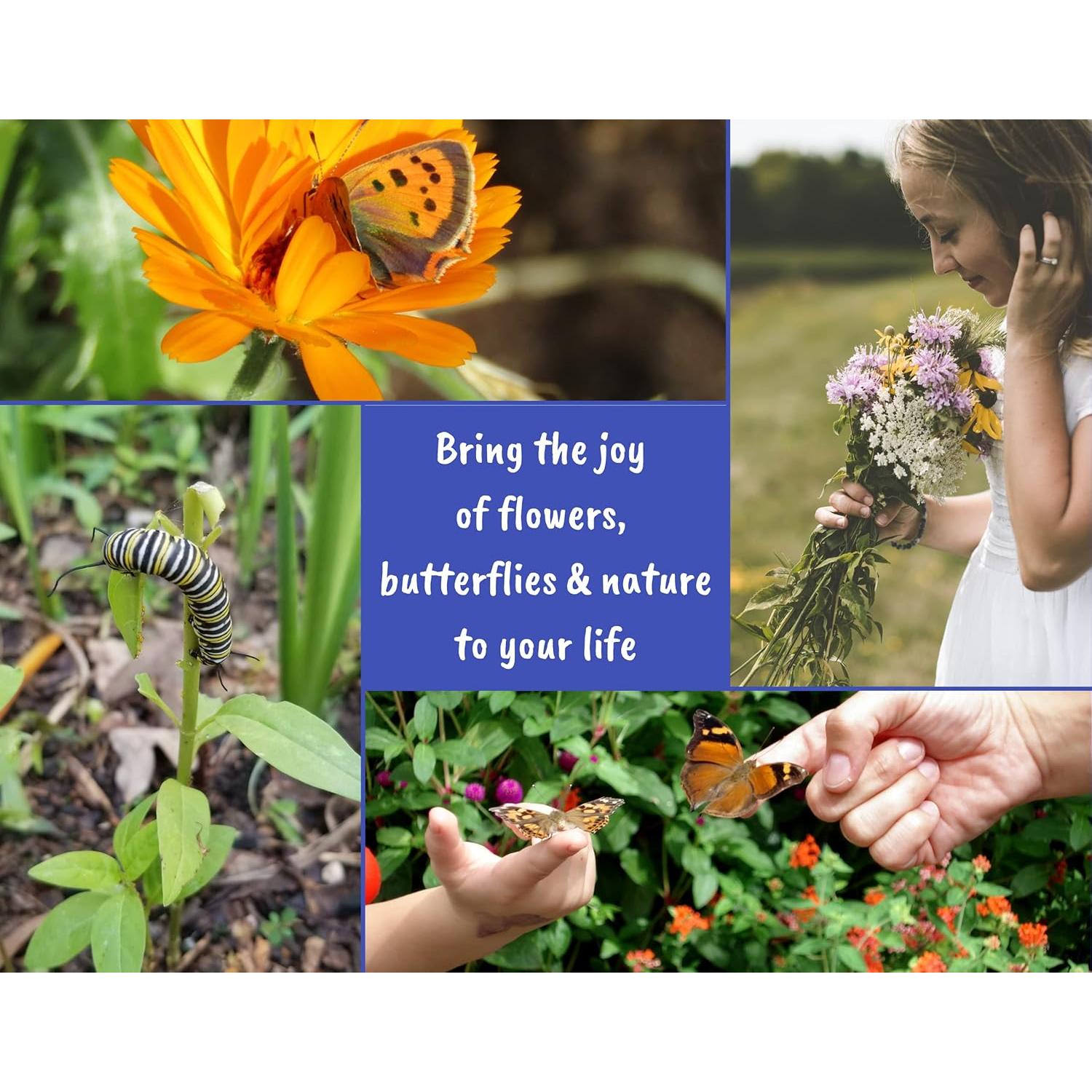 Kit de Semillas de Flores Silvestres Nuggets of Nectar - 6 Variedades