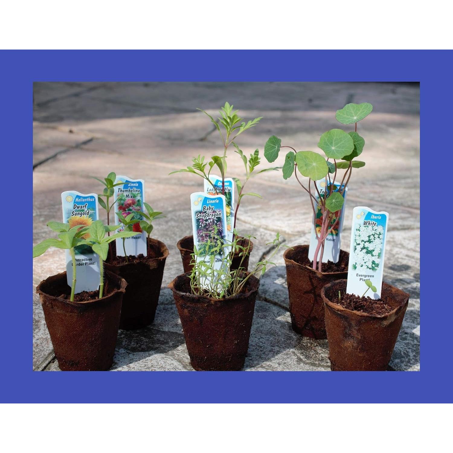 Kit de Semillas de Flores Silvestres Nuggets of Nectar - 6 Variedades