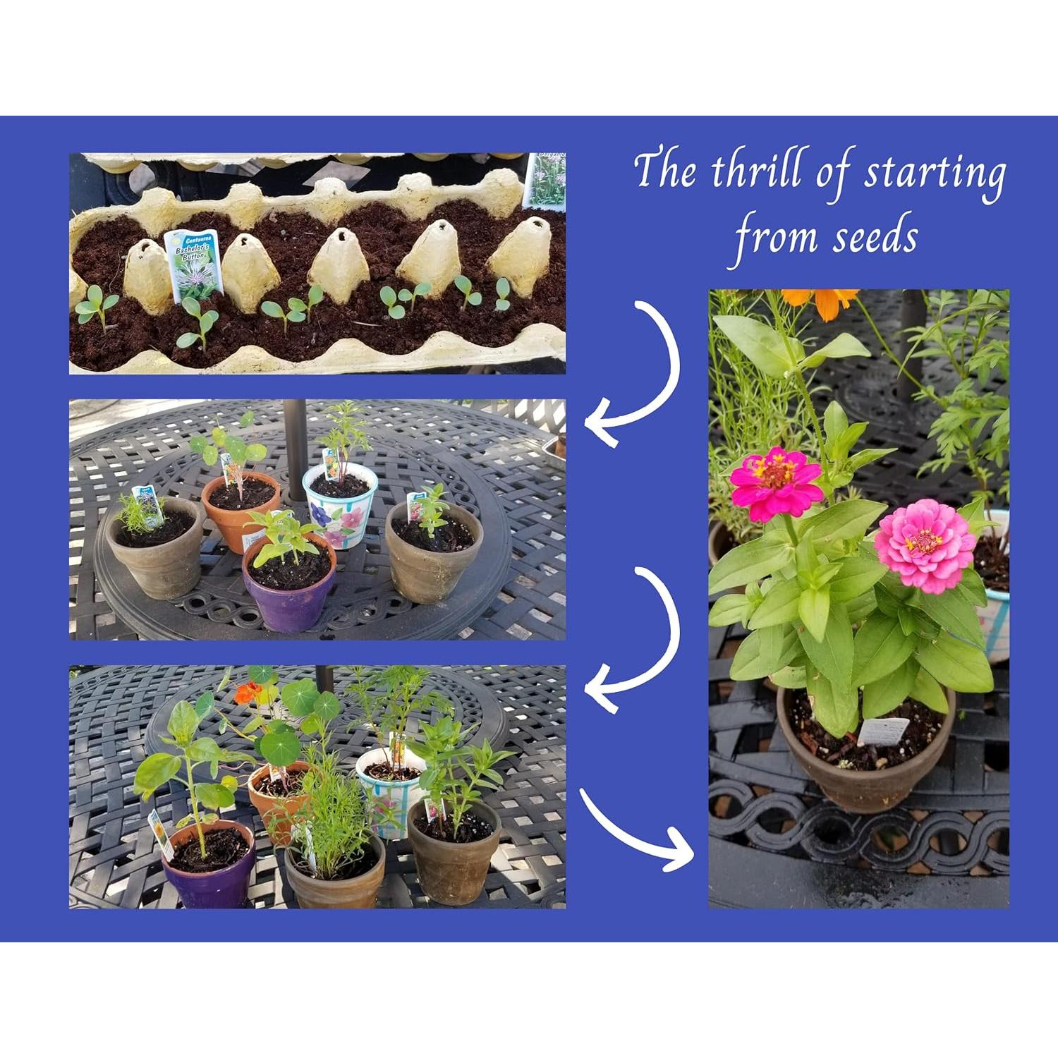 Kit de Semillas de Flores Silvestres Nuggets of Nectar - 6 Variedades