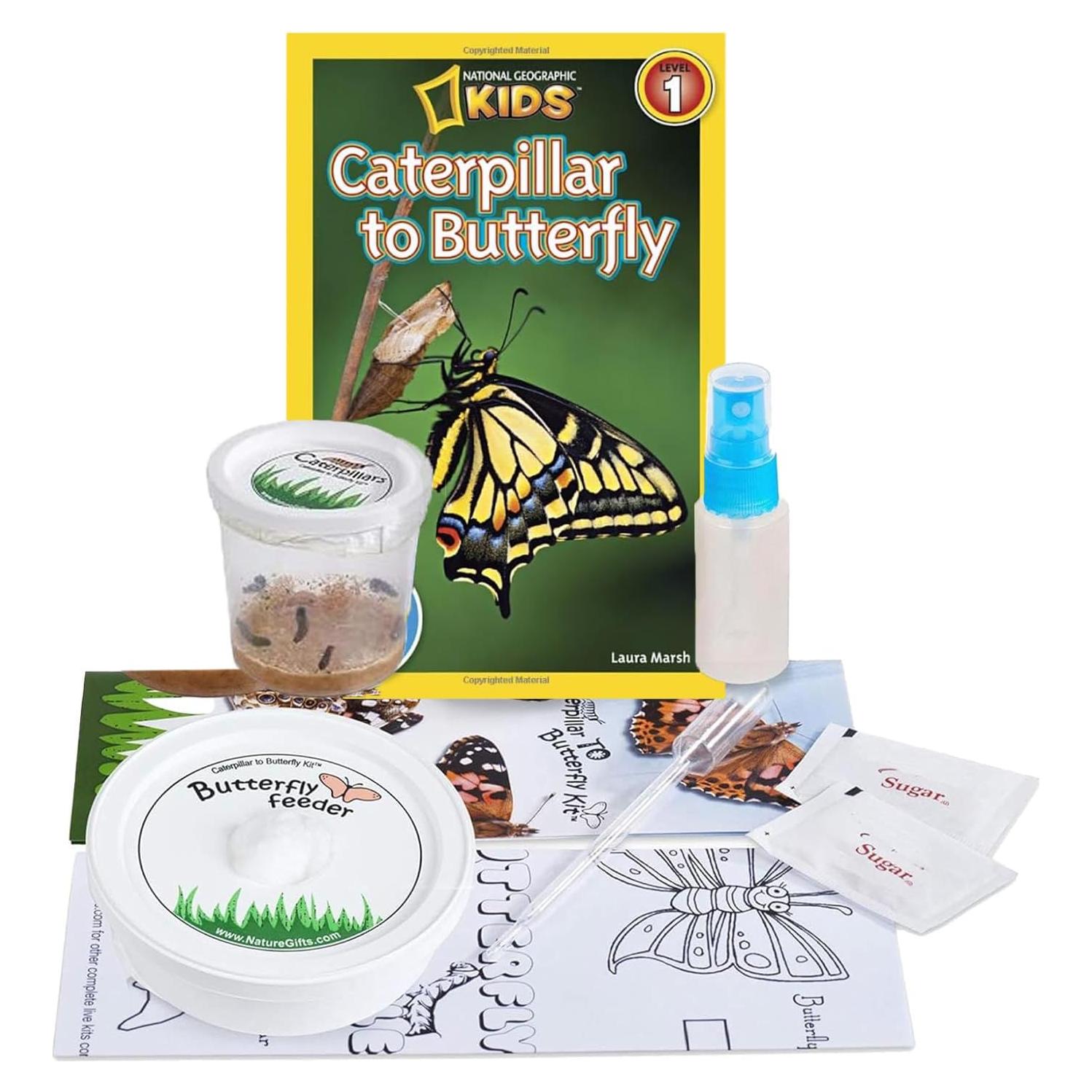 5 Orugas Vivas Dama Pintada - Kit de Recarga con Suministros