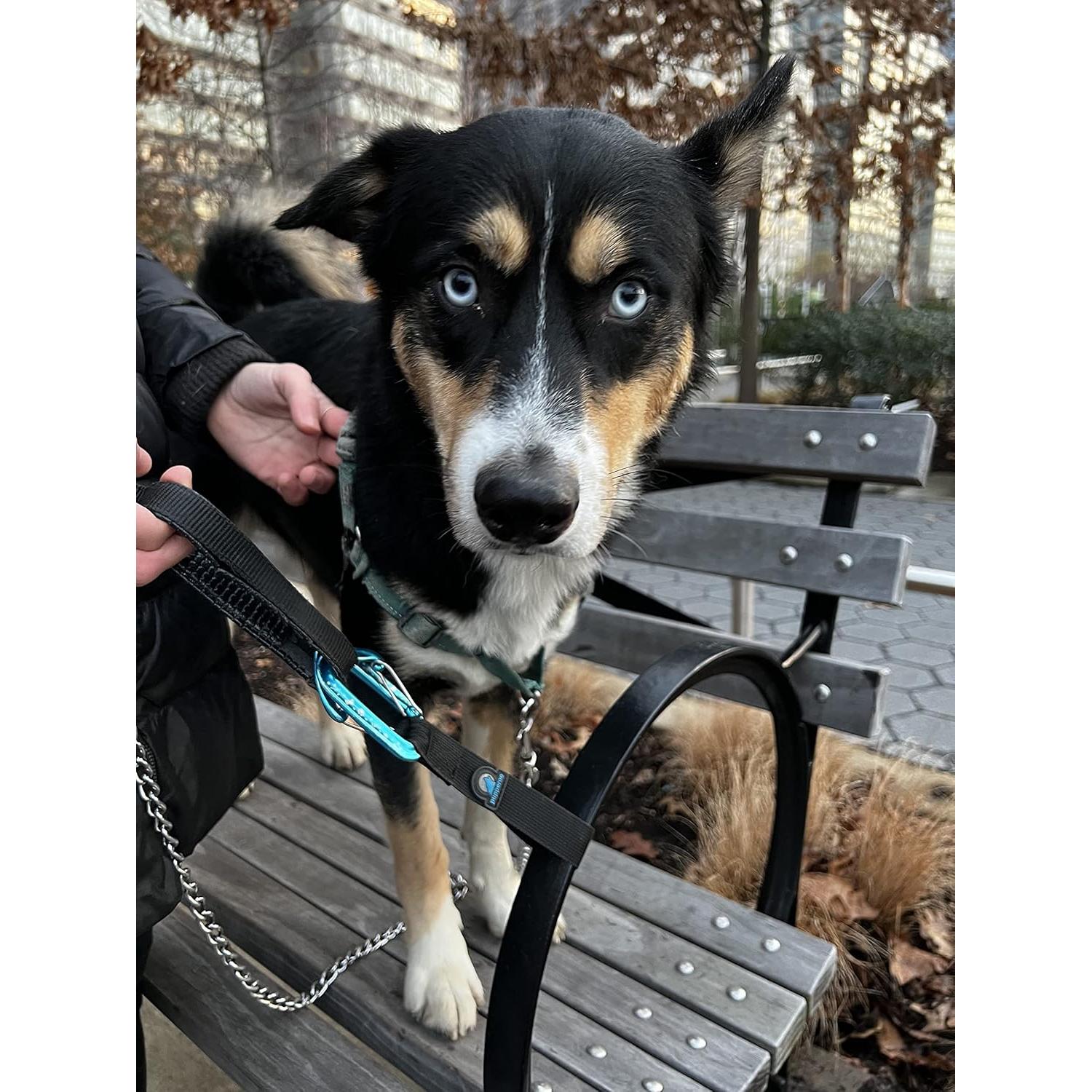 Correa de Perro Pupperoo Universal para Aventura al Aire Libre