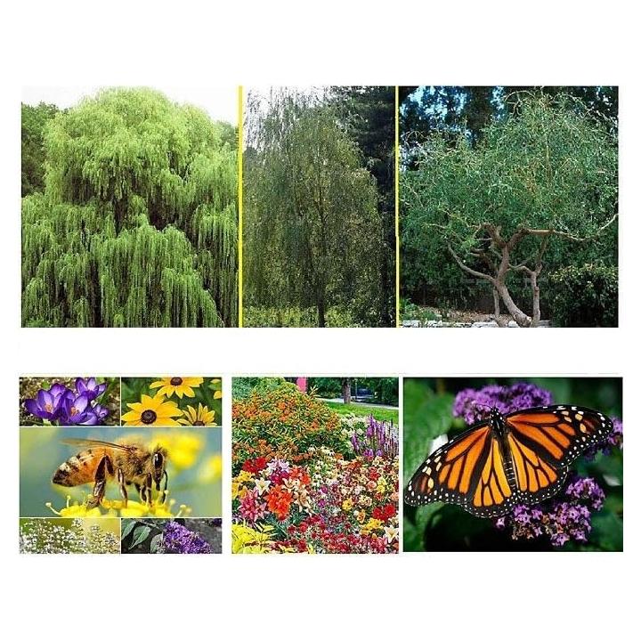 Kit de Reforestación CZ Grain - 5 Sauces y Semillas de Flores