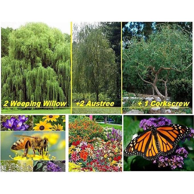 Kit de Reforestación CZ Grain - 5 Sauces y Semillas de Flores