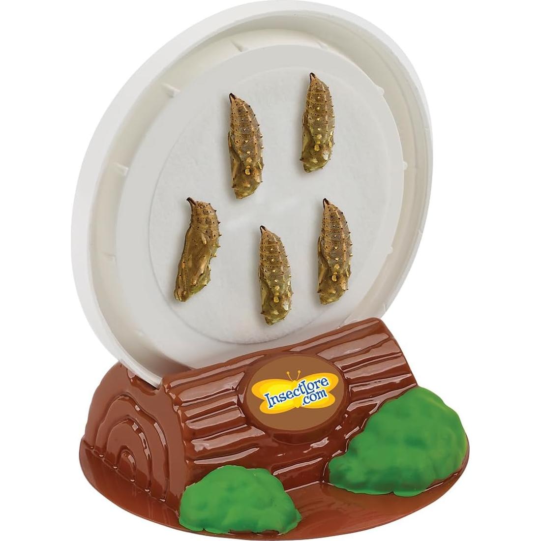 Taza de Orugas Deluxe Insect Lore | 5 Orugas Bebés Vivas | Alimentador y Pegatinas