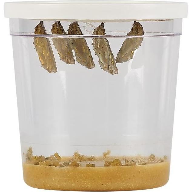 Taza de Orugas Deluxe Insect Lore | 5 Orugas Bebés Vivas | Alimentador y Pegatinas
