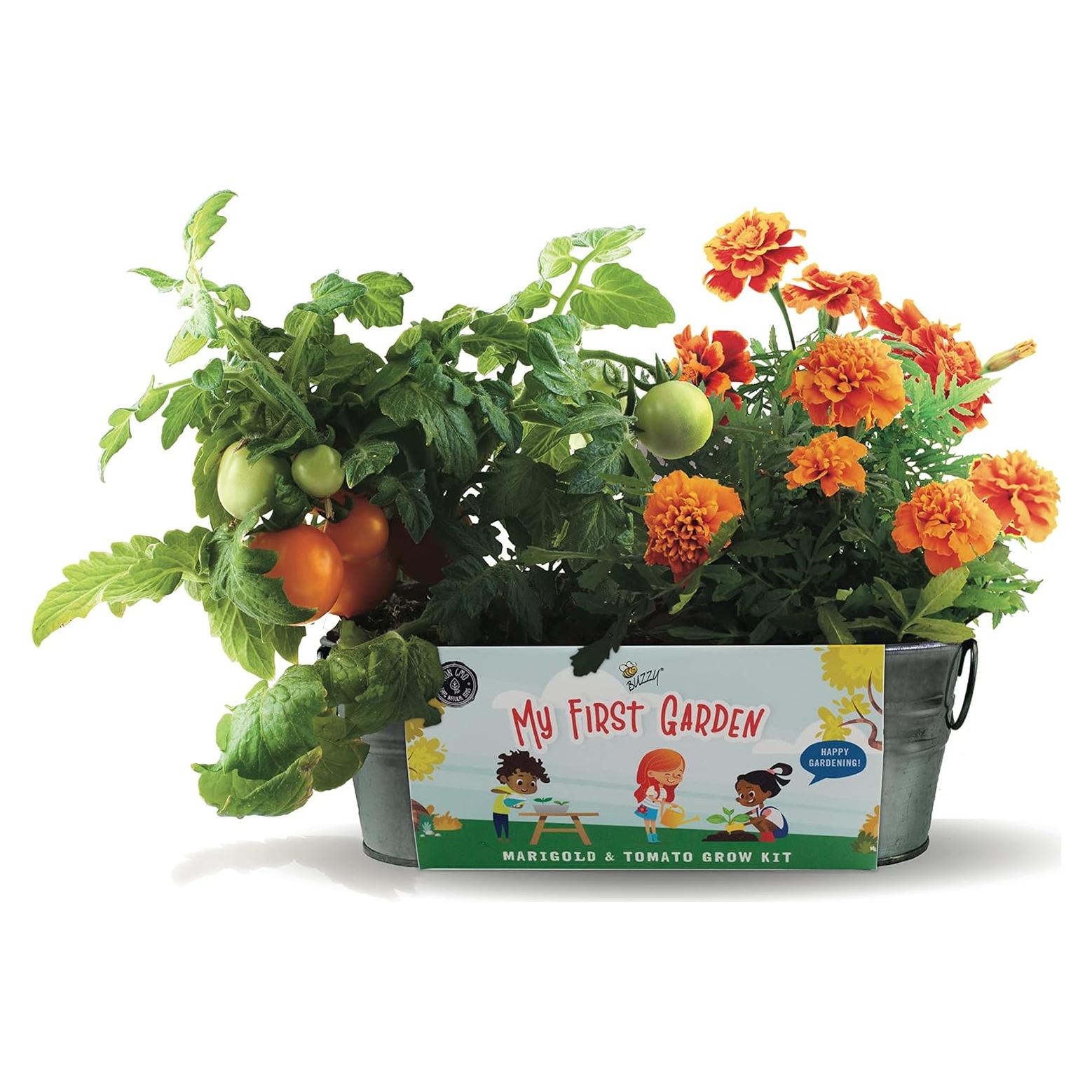 Kit de Crecimiento para Niños Buzzy - Tomate y Caléndula