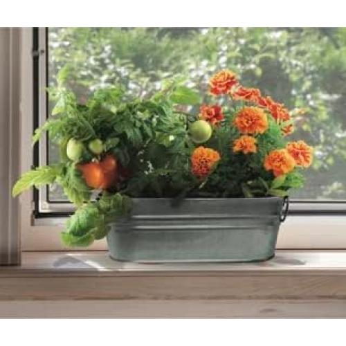 Kit de Crecimiento para Niños Buzzy - Tomate y Caléndula