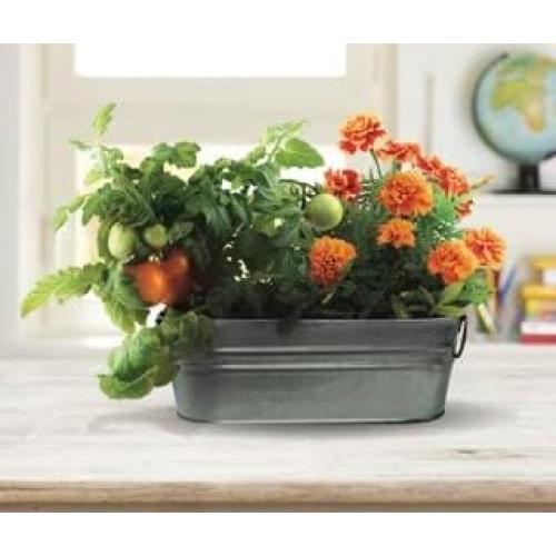 Kit de Crecimiento para Niños Buzzy - Tomate y Caléndula