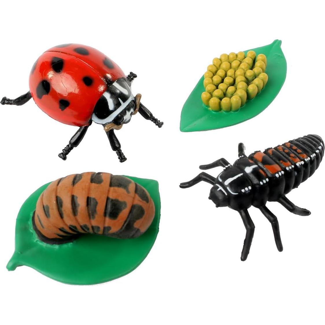 Ciclo de Vida de la Mariquita Insect Lore - 4 Figuras Educativas