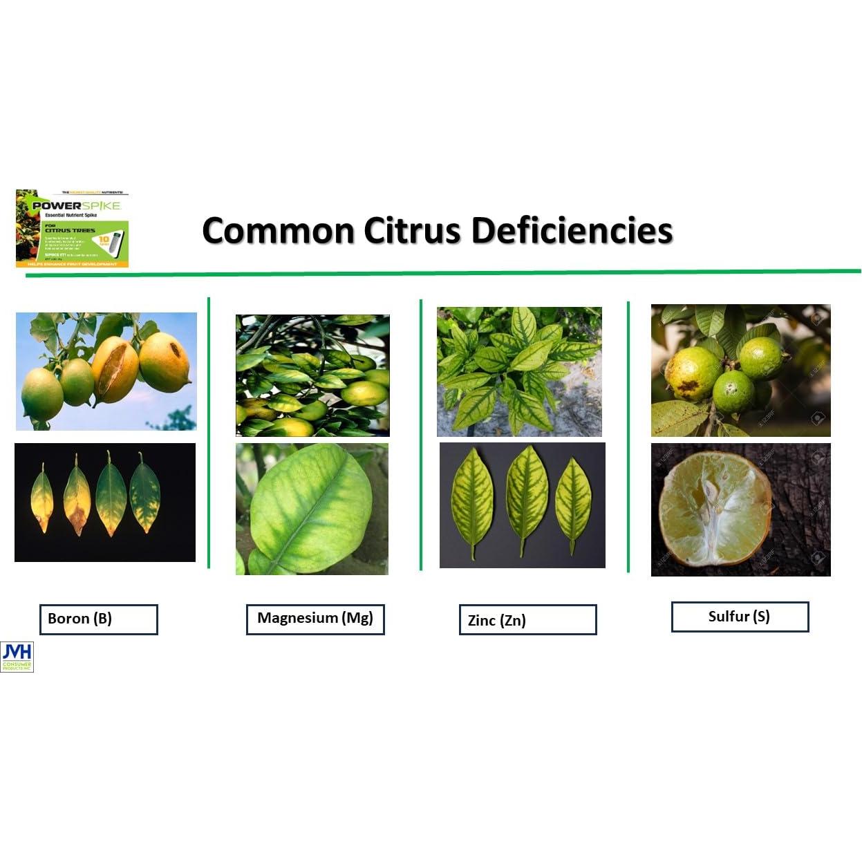 Espiga de Fertilizante Power para Árboles Cítricos 93307