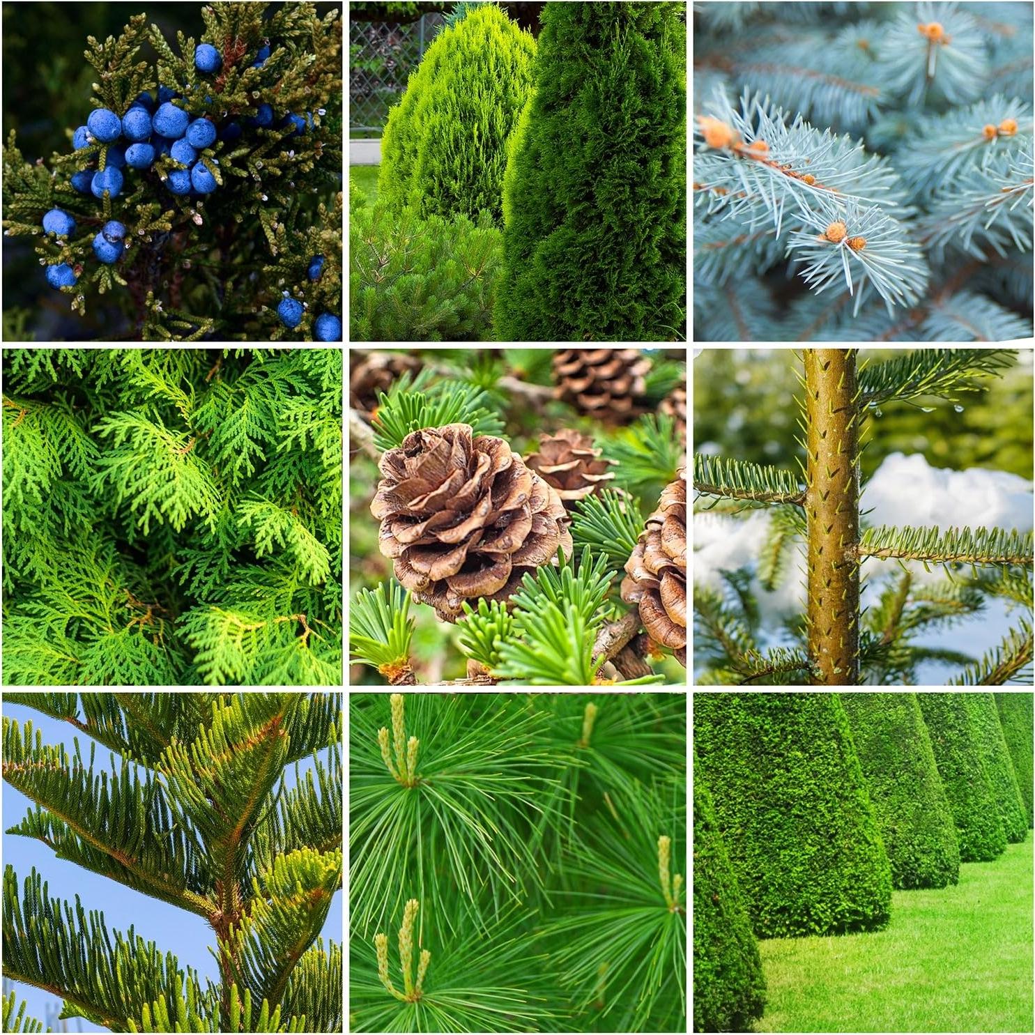 Fertilizante en Picos para Árboles y Arbustos 2.72 kg