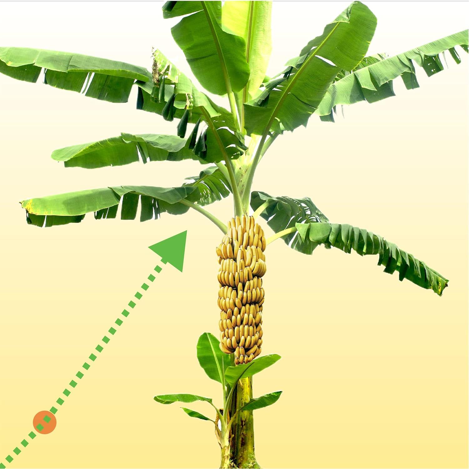 Fertilizante Soluble en Agua Wellspring Gardens 15-5-30 0.45kg