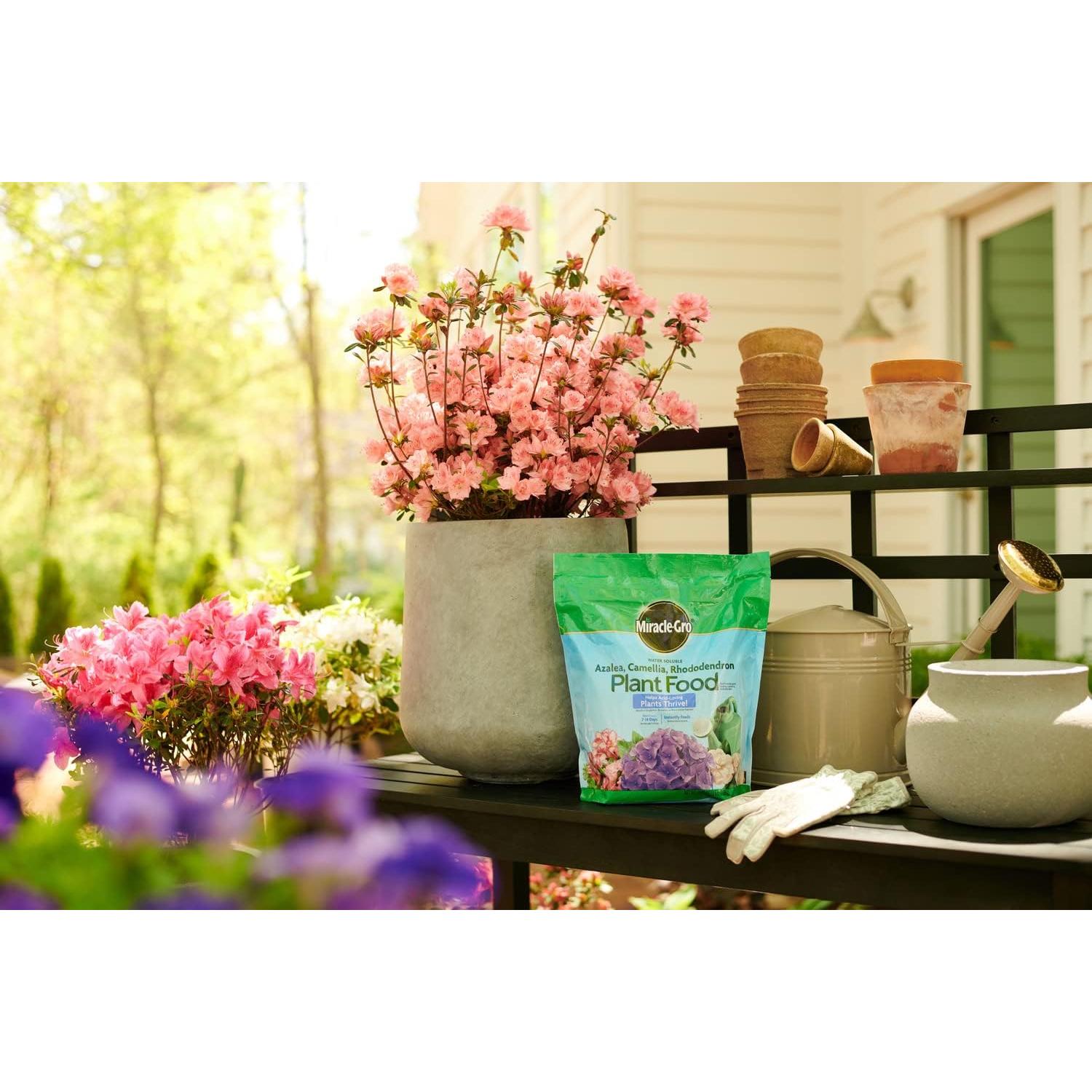 Fertilizante Miracle-Gro para Azaleas y Rododendros 2.27 kg