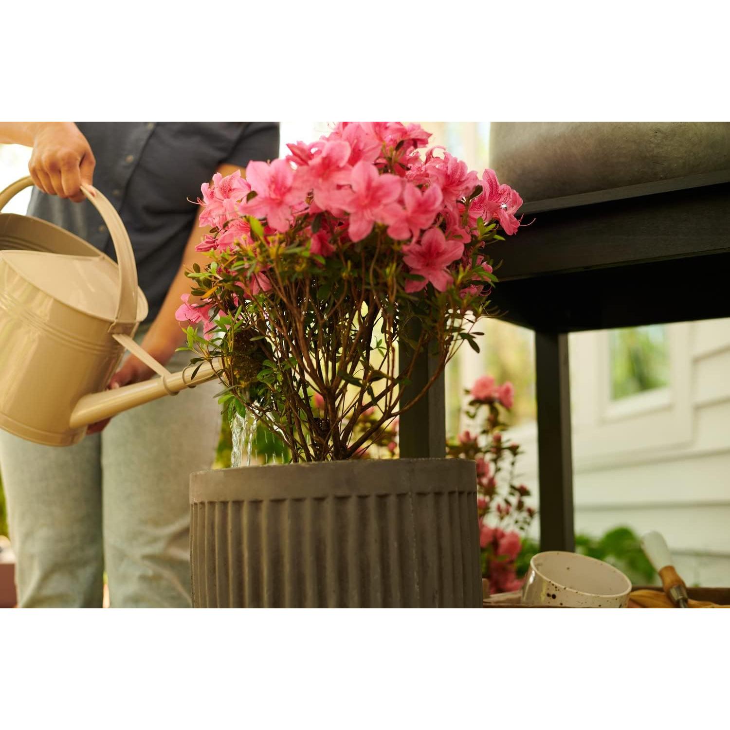 Fertilizante Miracle-Gro para Azaleas y Rododendros 2.27 kg