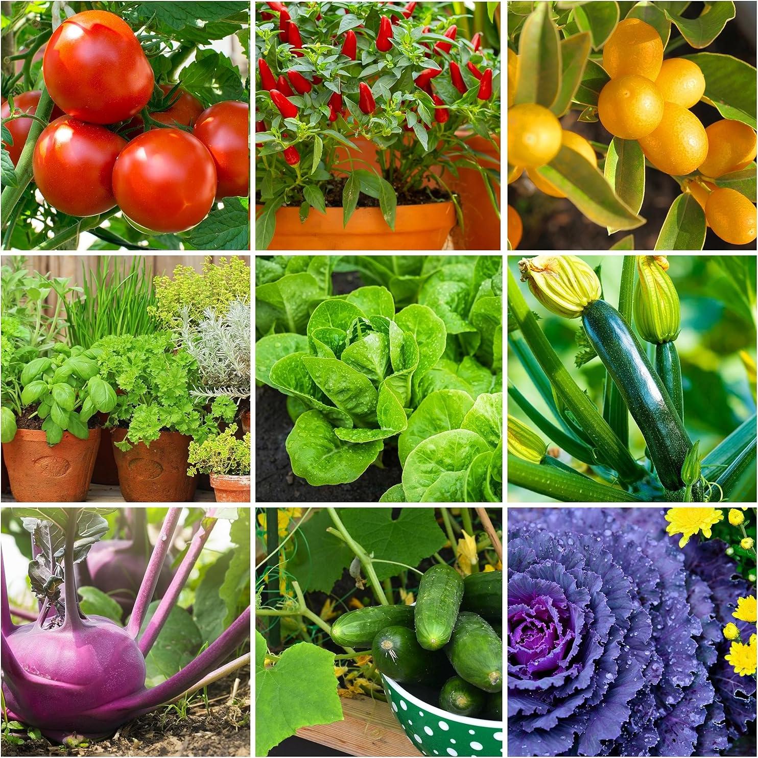 Alimento para Tomates y Verduras Mini Picos NPK 6-4-6 72 Unidades