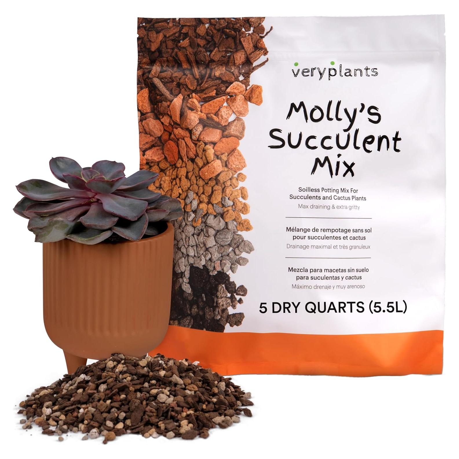 Mezcla de Suculentas y Cactus Molly 5 Cuartos Sin Suelo