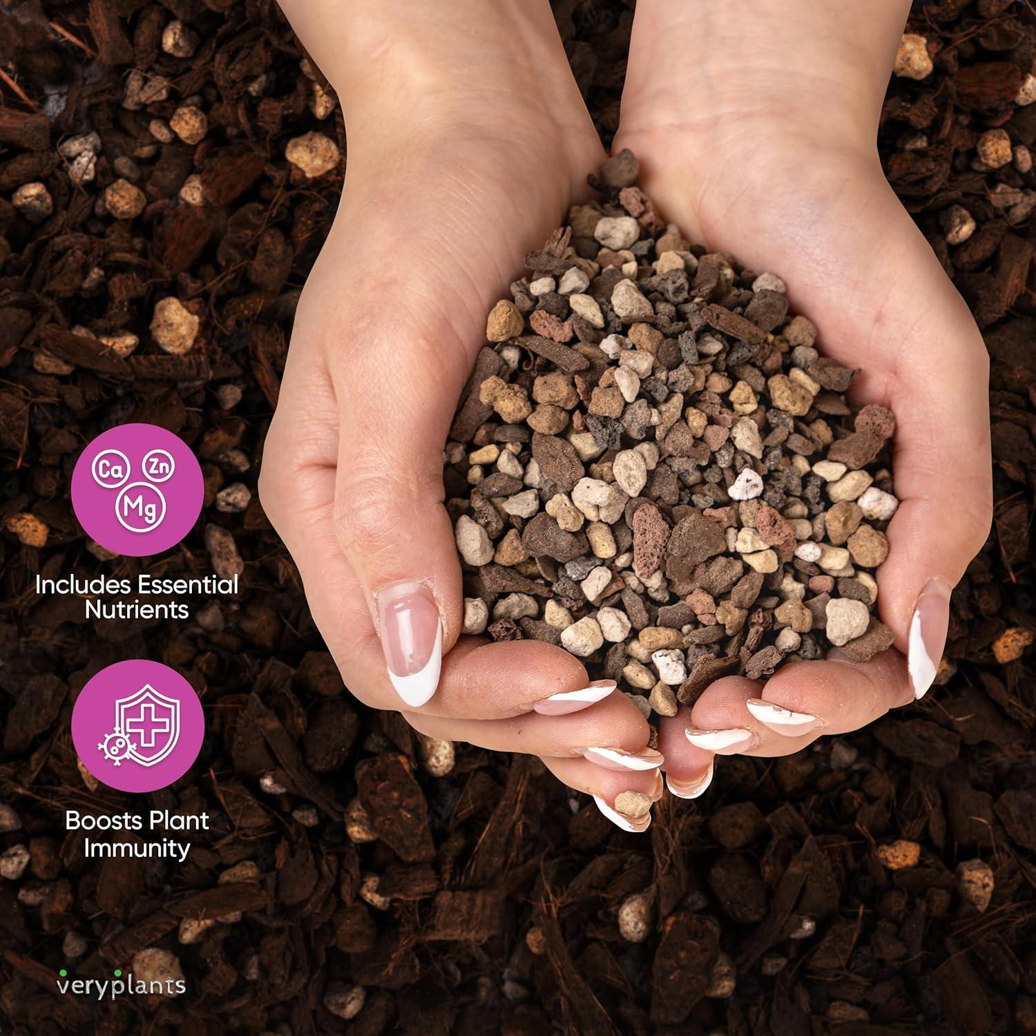 Mezcla de Suculentas y Cactus Molly 5 Cuartos Sin Suelo