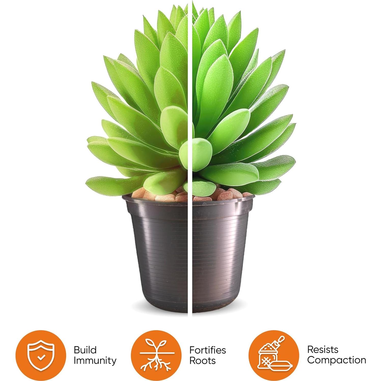 Mezcla de Suculentas y Cactus Molly 5 Cuartos Sin Suelo